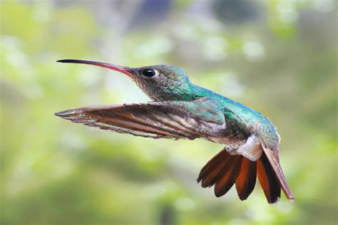  El Colibrí Veloz e Brilhante! Desvende os Segredos Mágicos de um Conto Popular Mexicano Ancestral