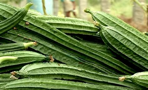  The Ribbed Gourd: Um Conto Turco Ancestral Sobre Avareza e Surpresas Inesperadas?