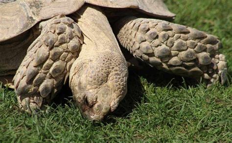  Why the Tortoise Cried – An Ode to Perseverance and Unexpected Consequences